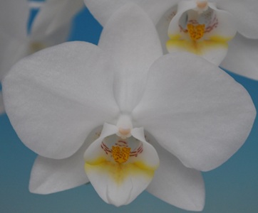 Phal. Taisuco '36455'