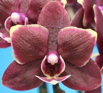 Phal. Taisuco '45853'