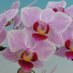 Phal. Taisuco '35953'