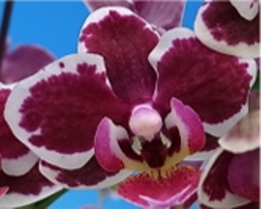 Phal. Long Pride Doll 'MP1431'