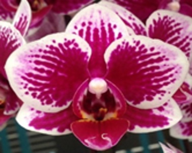 Phal. Long Pride Elijah 'MP1440'