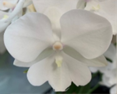 Phal. Long Pride Memories 'MP4125'