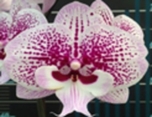 Phal. Long Pride Darling 'MP3042'
