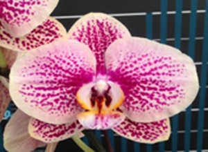 Phal. Long Pride Berger 'MP3402'