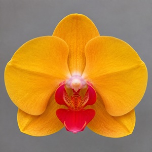Phal. Huihai 'HH468'