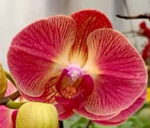 Phal. Huihai 'CX1052'