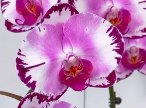 Phal. Huihai 'JNL10705'