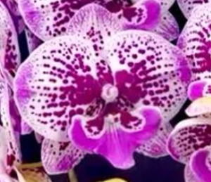 Phal. Huihai 'FM1464'