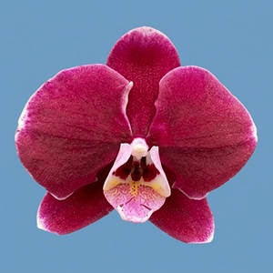 Phal. Huihai 'Lee1516'