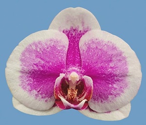 Phal. Huihai 'Lee1486'