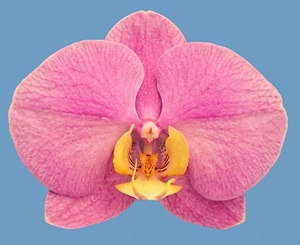 Phal. Huihai 'LL331'