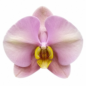 Phal. Huihai 'LL306'