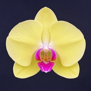 Phal. Huihai 'FM1620'