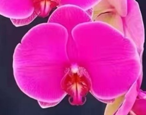 Phal. Huihai '6585'