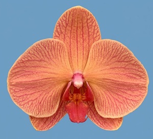 Phal. Huihai ' Lee1427'