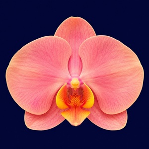 Phal. Huihai 'LL359'