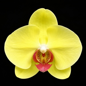 Phal. Huihai 'LL316'