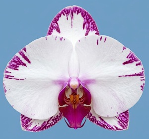 Phal. Huihai 'HH515'
