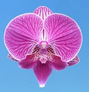 Dtps.I-Hsin Damson Dream"IS0396"