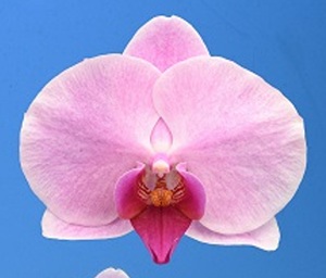 Phal. I-Hsin Yolky Slime