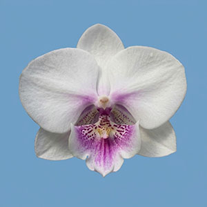 Phal. Charming '1302'