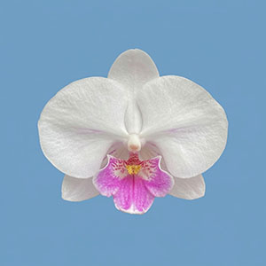Phal. Charming '1321'