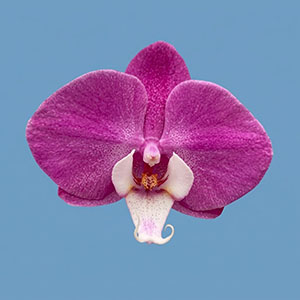 Phal. Charming '1361'