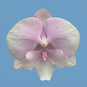Phal. Charming '1323'