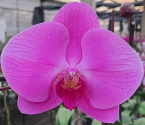 Phal. Colorful Cloud 'LIT30'