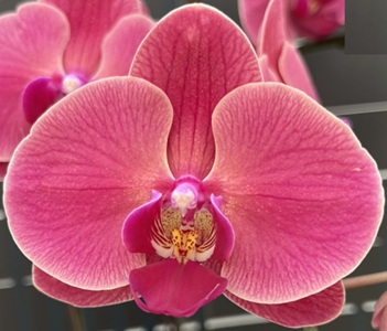 Phal. Kuan E '195'