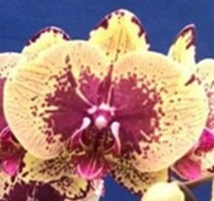 Phal. Yushan Miller X Phal. Fuller Berry