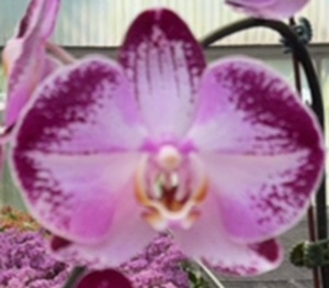 Phal. Giant Lin '147'