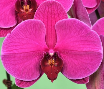 Phal. Lianher Rolex