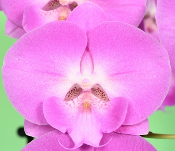 Phal. Younghome Pink Love