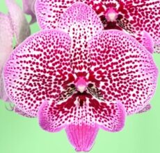 Phal. Younghome 'JC57'