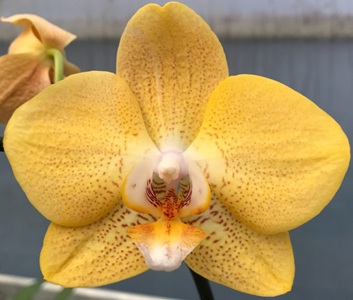 Phal. Cherry Blossoms Diamond 'CD701'