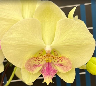 Phal. Kuan E '257'