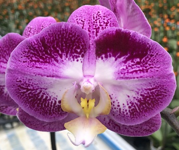 Phal. Yi Shing '295'