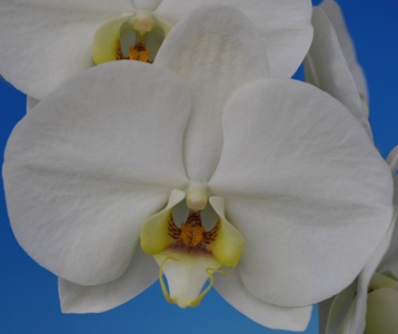 Phal. Taisuco '91111'