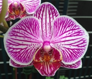 Phal. I-Hsin Bubble Gum "MP2440"