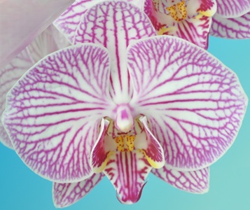 Dtps. Taisuco Jovial