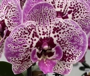 Phal. Kuan E '2998'