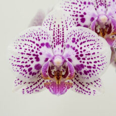 Phal. Kuan E '1067'