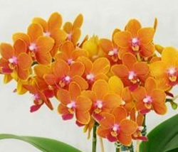 Phal. Kuan E '0737'