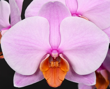 Phal. Younghome Orange Cat