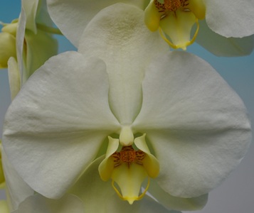 Phal. Taisuco Green Apple